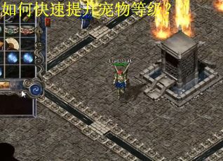 如何快速提升宠物等级？